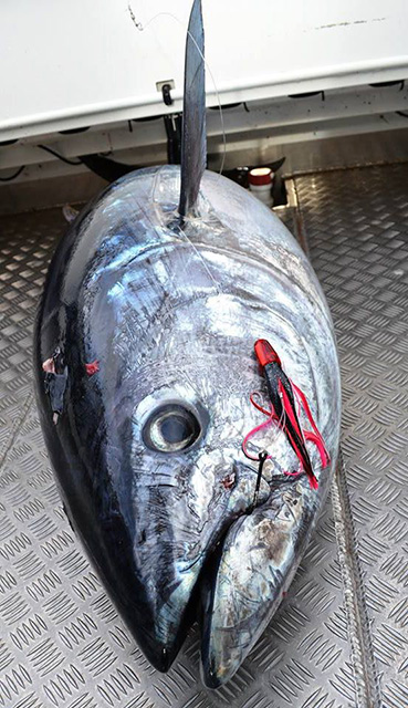 ANGLER: Brendan Wing SPECIES: Southern Bluefin Tuna  WEIGHT: 98kg LURE: JB Lures Micro Dingo